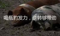 喝瓶豹发力，逆转够带劲！福建盼盼豹发力用能量兑现CBA季后赛门票